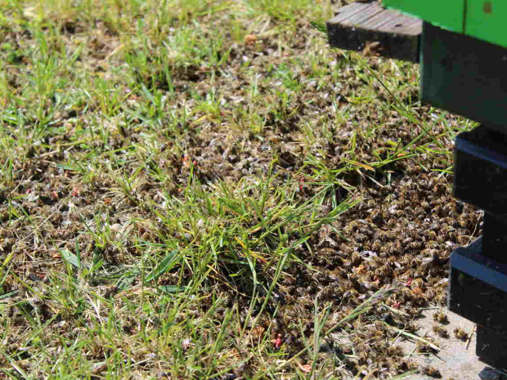 Ulejno: Co mogło spowodować zatrucie pszczół? [zdjęcia]