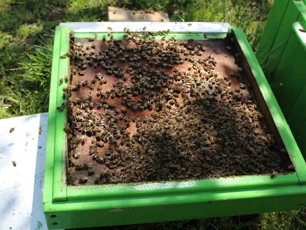 Ulejno: Co mogło spowodować zatrucie pszczół? [zdjęcia]