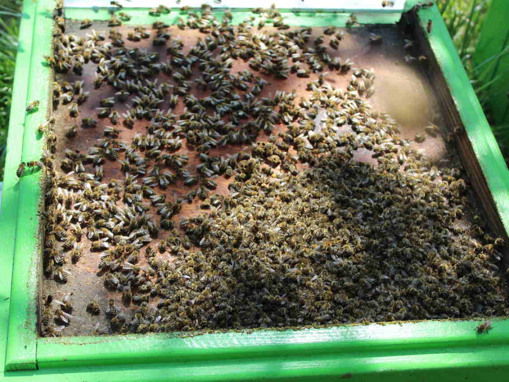 Ulejno: Co mogło spowodować zatrucie pszczół? [zdjęcia]