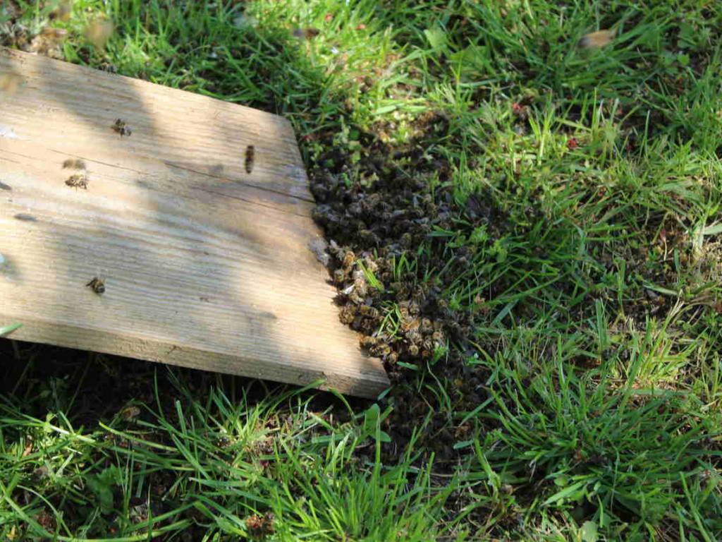 Ulejno: Co mogło spowodować zatrucie pszczół? [zdjęcia]