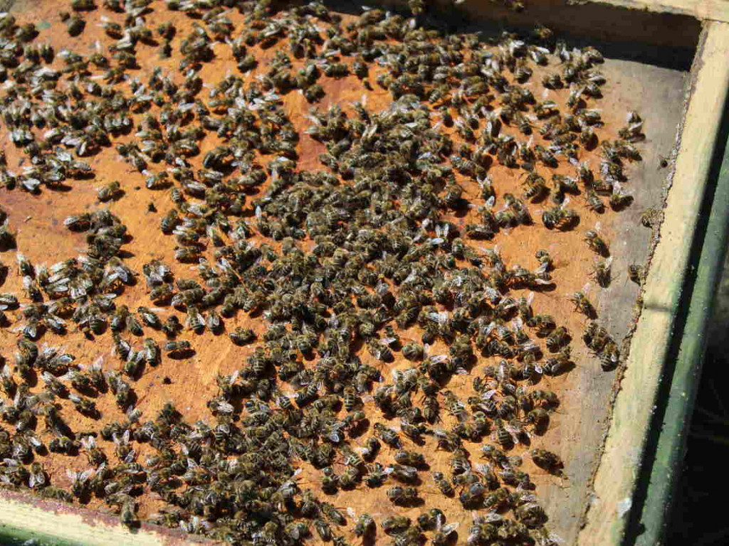 Ulejno: Co mogło spowodować zatrucie pszczół? [zdjęcia]