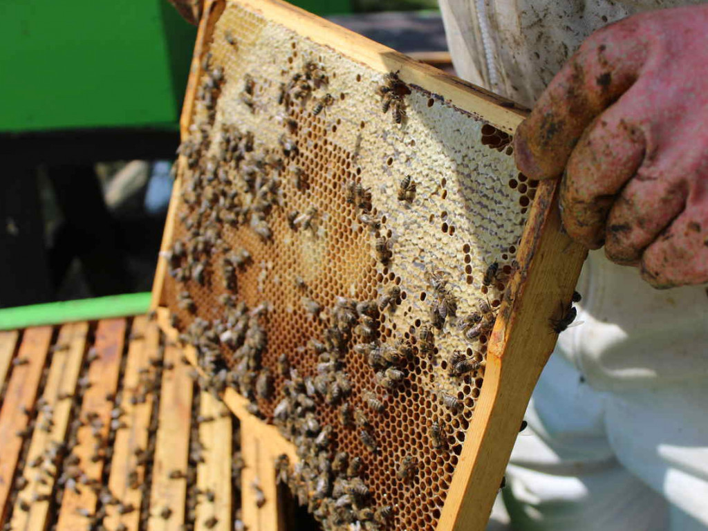 Ulejno: Co mogło spowodować zatrucie pszczół? [zdjęcia]