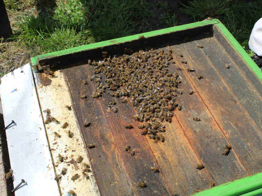 Ulejno: Co mogło spowodować zatrucie pszczół? [zdjęcia]