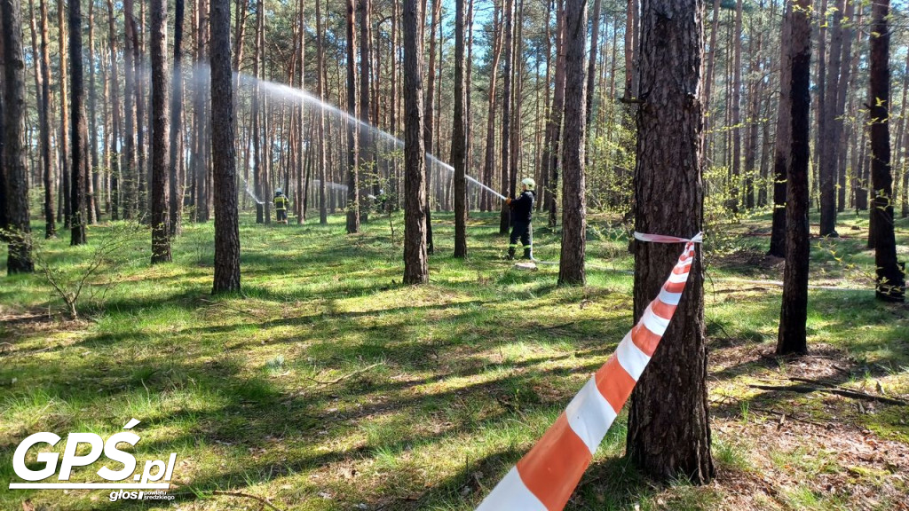 Ćwiczenia strażaków w Rogusku