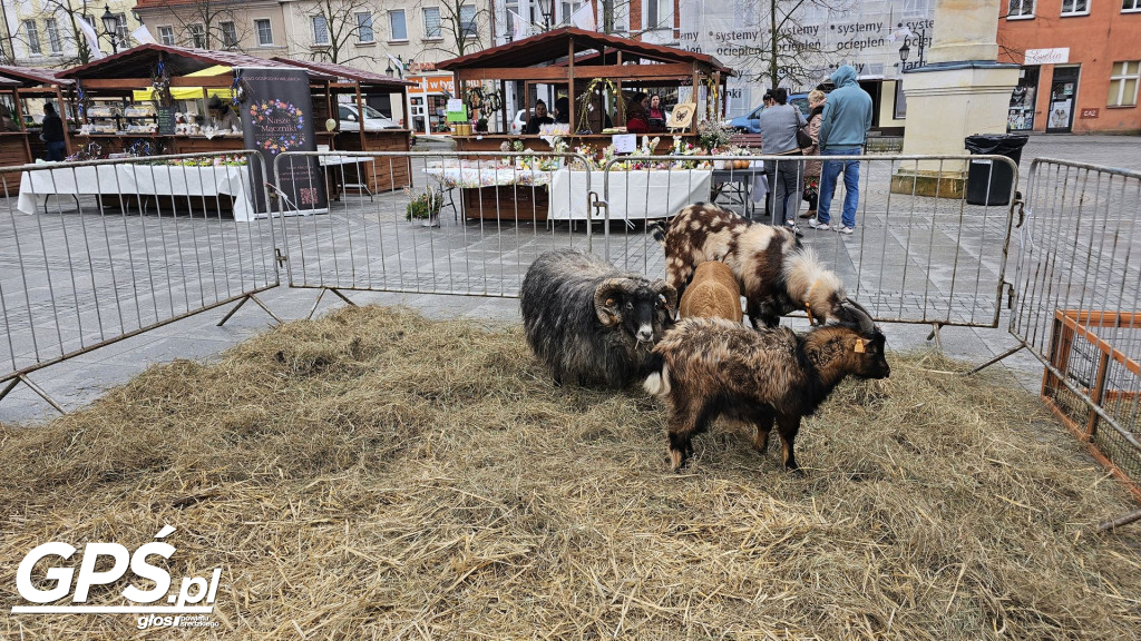 Niedziela Palmowa w Środzie Wielkopolskiej