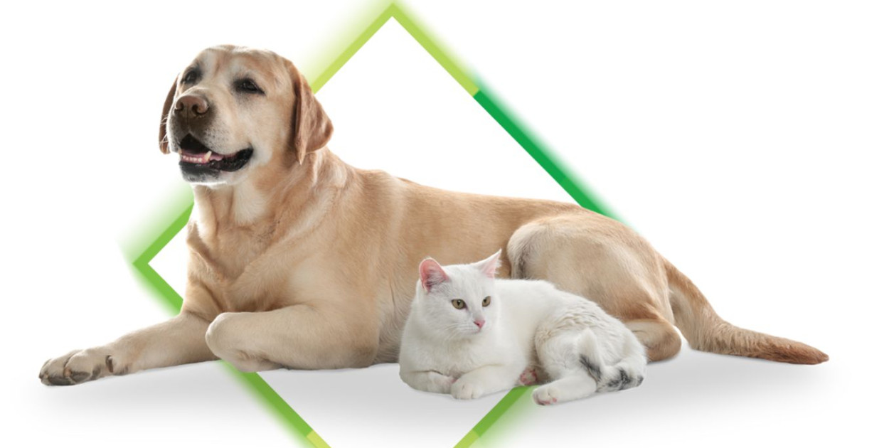 CUK Środa: Ubezpieczenie psa i kota. One już wiedzą, a TY?