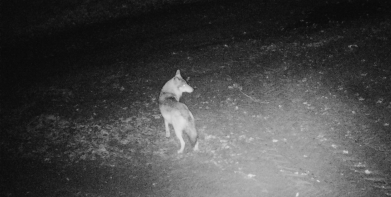 Obecność wilków zarejestrowano w różnych terenach nadleśnictwa, fot. Nadleśnictwo Babki