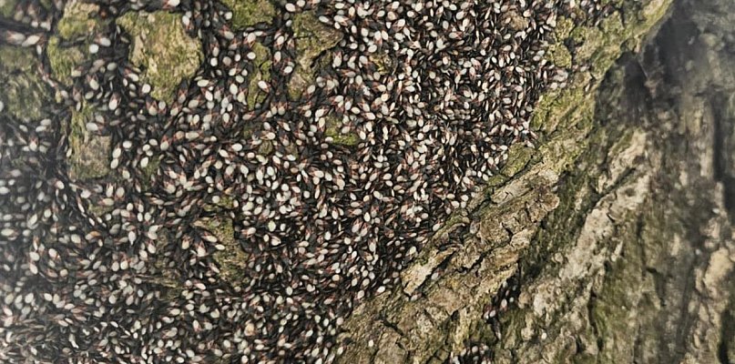 Inwazja pluskwiaków może zaszkodzić roślinom - 21283