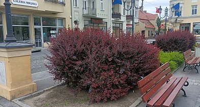 Kolejne plany na miejską zieleń. Dotyczą też Starego Rynku-21559