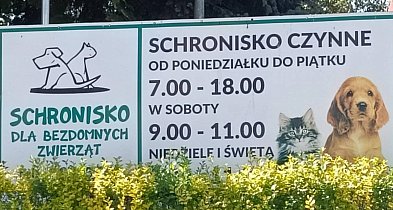 Potrzebne miliony na budowę nowego schroniska-22588