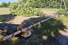 Nielegalna wycinka w Polesiu. Policja szuka sprawców