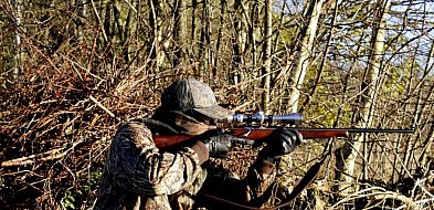 Burmistrz poinformował o terminach polowań zbiorowych-23268
