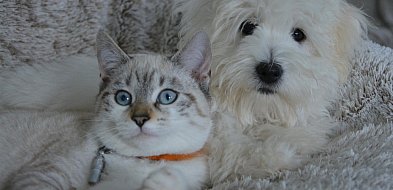 Nowe przepisy dla właścicieli zwierząt. Nawet kilka tysięcy złotych kary