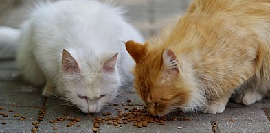 Harcerze zbierają dla schroniska