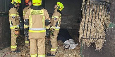 Pojechali ratować chorego konia