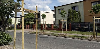 Więcej zieleni w mieście