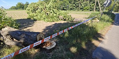 Nielegalna wycinka w Polesiu. Policja szuka sprawców