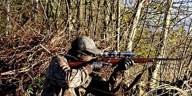 Burmistrz poinformował o terminach polowań zbiorowych-23268