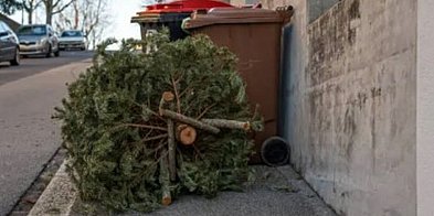 Trwają zgłoszenia na odbiór choinek-24424