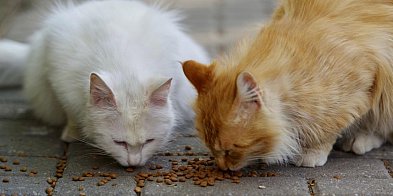 Harcerze zbierają dla schroniska