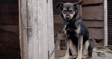Bez łańcucha, większe kojce i obowiązek wyprowadzania psów - posłowie szykują zmia-23082