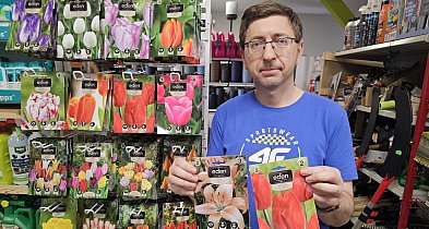 RomTech: Cebulki kwiatowe – jesienny obowiązek każdego ogrodnika-23192