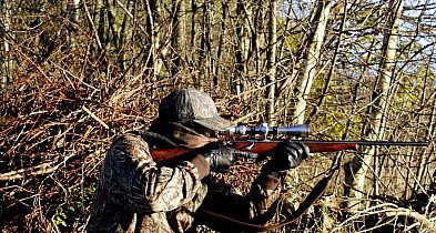 Burmistrz poinformował o terminach polowań zbiorowych-23268