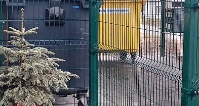 Odbiór choinek na terenie miasta i gminy-24325