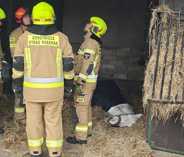 Pojechali ratować chorego konia
