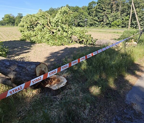 Nielegalna wycinka w Polesiu. Policja szuka sprawców
