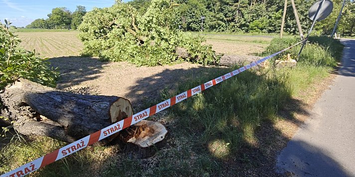 Nielegalna wycinka w Polesiu. Policja szuka sprawców