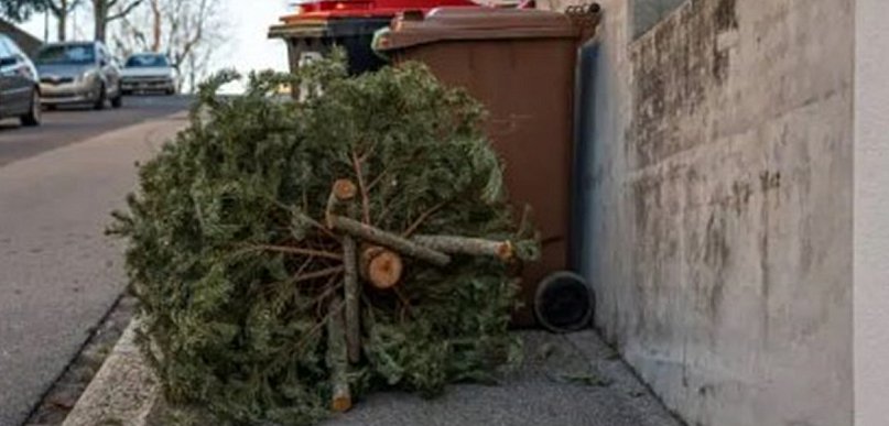 Trwają zgłoszenia na odbiór choinek