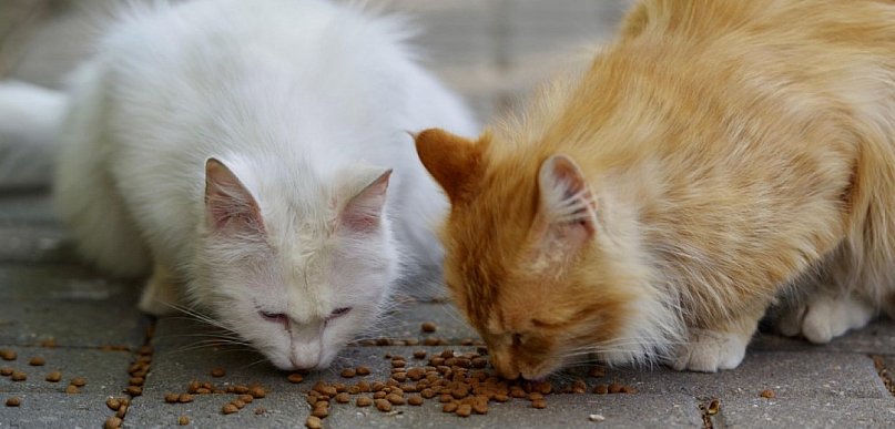 Harcerze zbierają dla schroniska