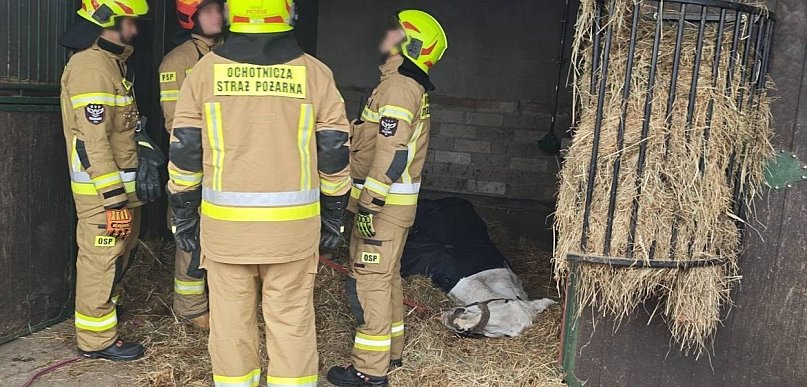 Pojechali ratować chorego konia