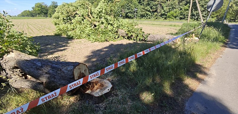 Nielegalna wycinka w Polesiu. Policja szuka sprawców