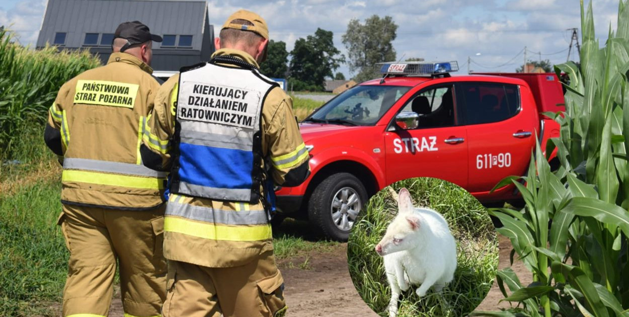 Kangury na wolności. Niecodzienna akcja strażaków