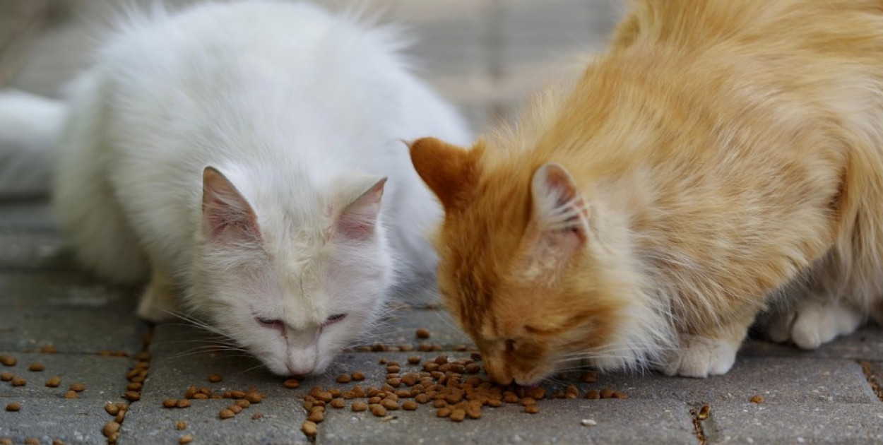 Harcerze zbierają dla schroniska