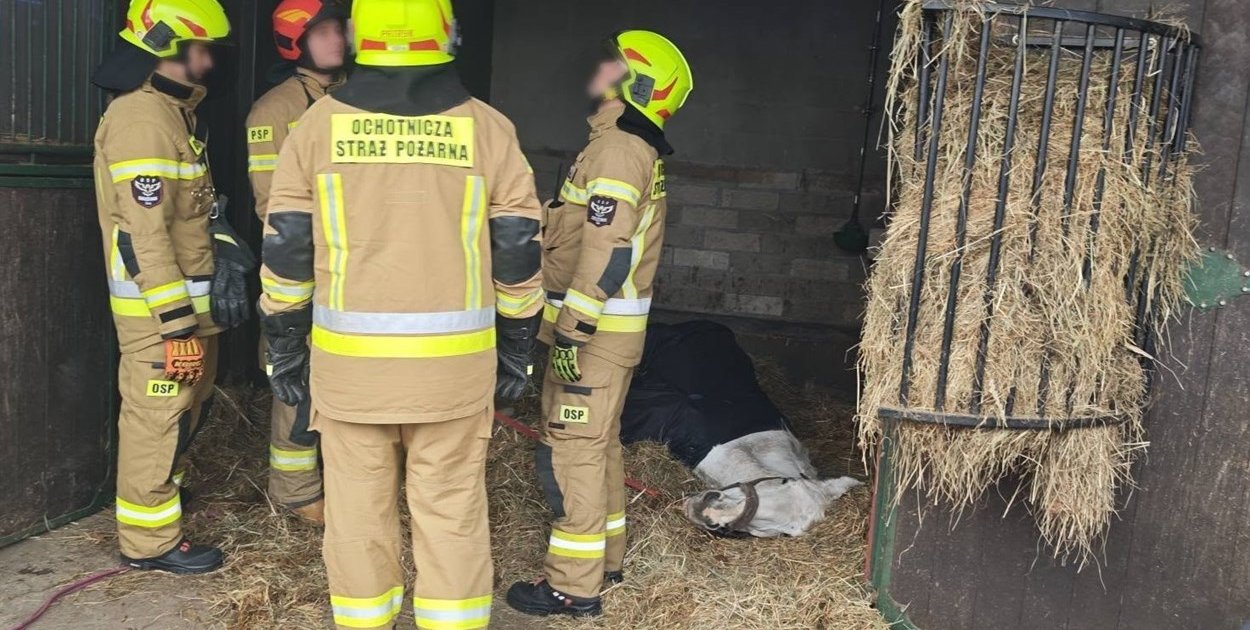 Pojechali ratować chorego konia